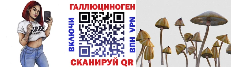 как найти   Салаир  Псилоцибиновые грибы ЛСД 